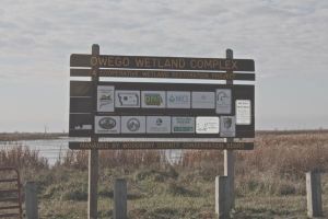 Owego Wetlands East